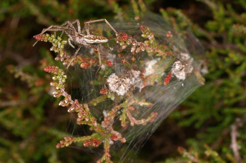 Pisaura_mirabilis_D7486_Z_90_NP De Hoge Veluwe_Nederland.jpg